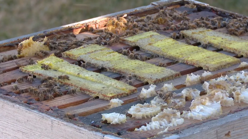 Utah beekeepers react to early warm temperatures impact on bee hives